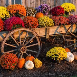 Meet your Posher, Josephine